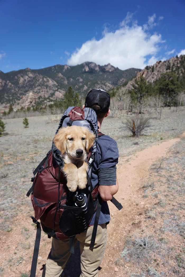 about-img Adventure hike with a puppy in a backpack on a scenic mountain trail.